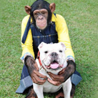 チンパンジー パンくん プログラム 日本の無料ブログ